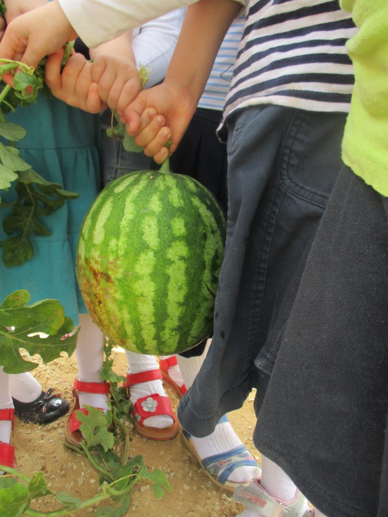 Watermelons are fun to grow and fun to eat